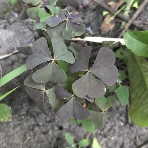 Oxalis stricta iNat (3)
