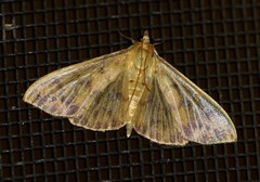 Patania balteata