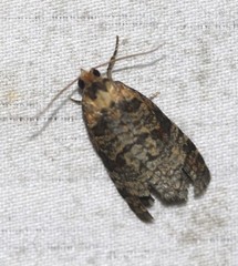 Cryptoptila australana