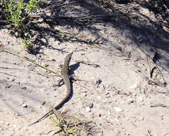 Tropidosaura gularis