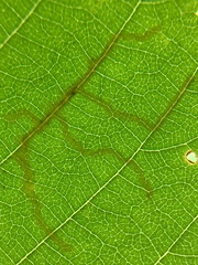 Caloptilia ostryaeella