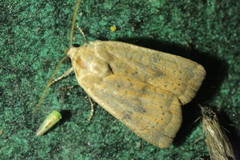 Viridicerus ustulatus