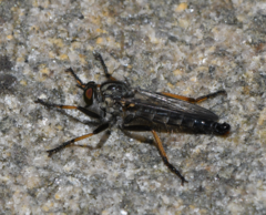 Neoitamus cyanurus