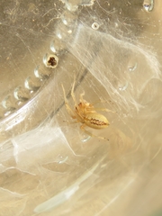 Cheiramiona clavigera