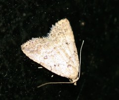 Tolpiodes oligolasia