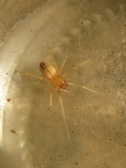 Cheiramiona clavigera