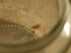 Cheiramiona clavigera