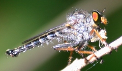 Neoitamus flavofemoratus