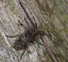 Mesosa nebulosa