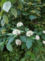 Cornus alba