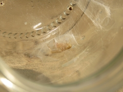 Cheiramiona clavigera