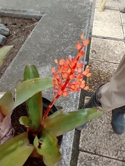 Aechmea miniata