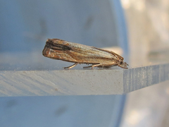 Eucosma umbrastriana