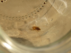 Cheiramiona clavigera