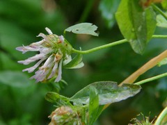 Trifolium medium