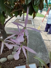 Encyclia adenocaula