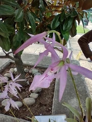Encyclia adenocaula