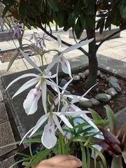 Encyclia adenocaula