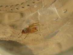 Cheiramiona clavigera