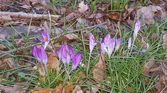 Crocus vernus