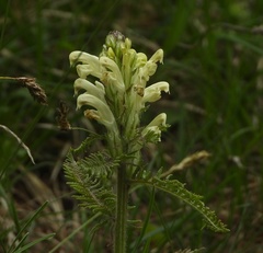 Pedicularis comosa