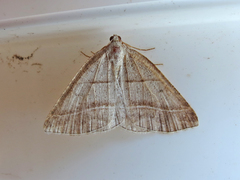 Petrophora subaequaria