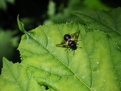 Abia fasciata