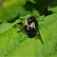 Abia fasciata
