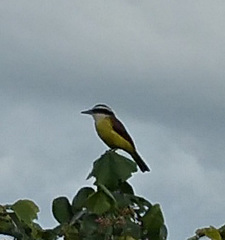 Pitangus sulphuratus