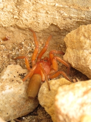 Caponia