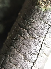 Graphostroma platystomum