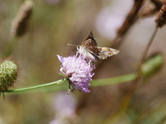 Carcharodus