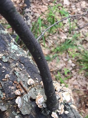 Graphostroma platystomum