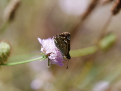 Carcharodus