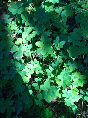 Oxalis compressa