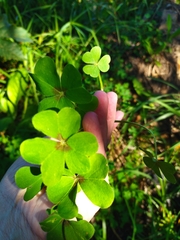 Oxalis compressa