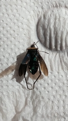 Hemiptera