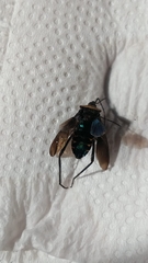 Hemiptera