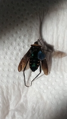Hemiptera