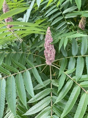 Rhus typhina
