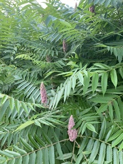 Rhus typhina