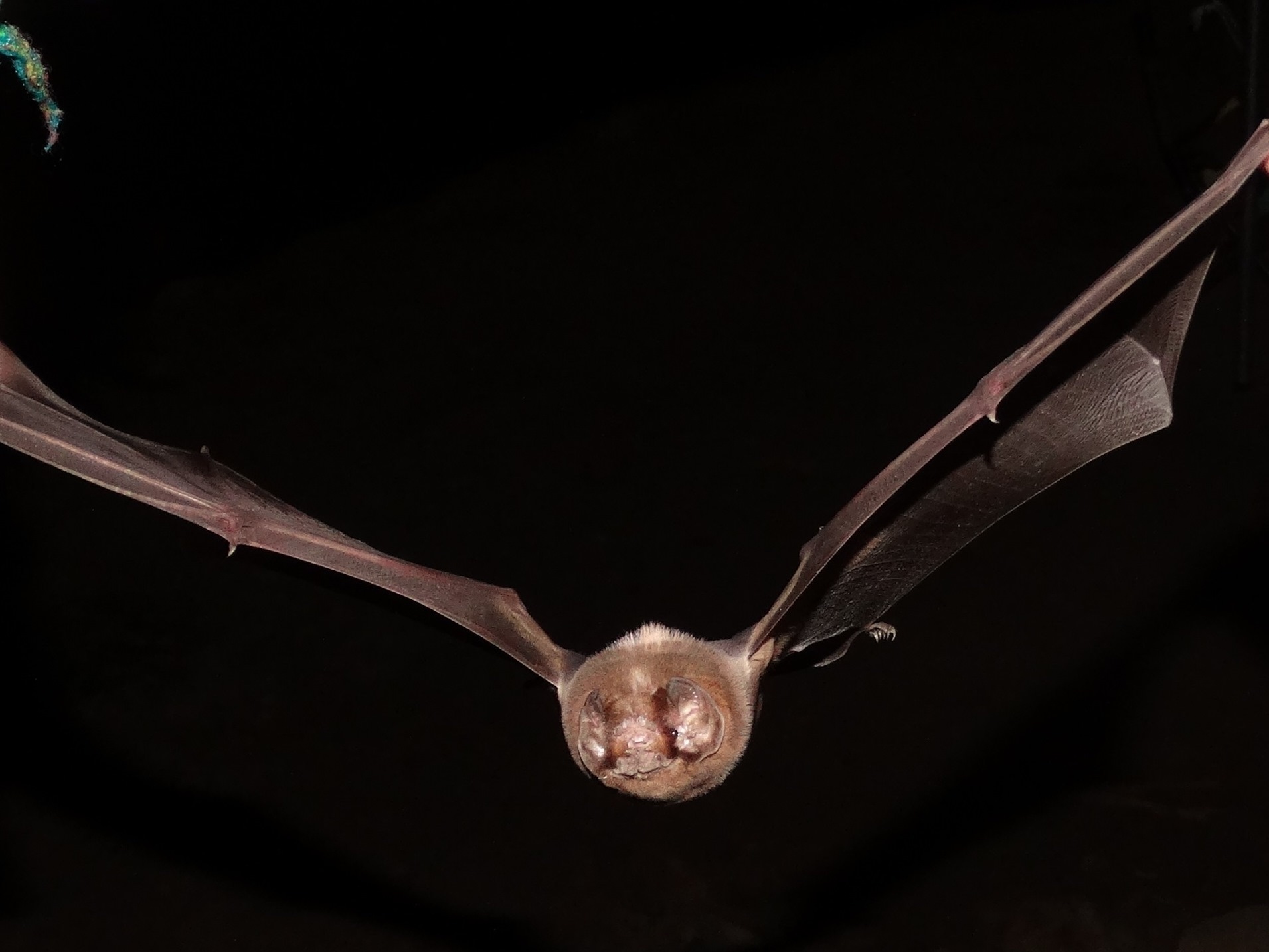 ghost faced bat