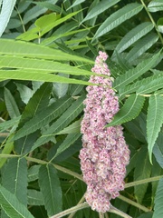 Rhus typhina