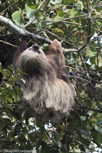 Hoffmann's Two-toed Sloth, photo 2 of 8