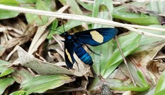 Trichaetoides apicalis