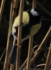 Parus major