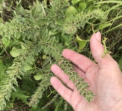 Lithospermum bejariense