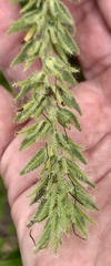 Lithospermum bejariense