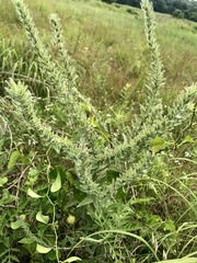 Lithospermum bejariense