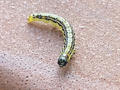 Cydalima perspectalis